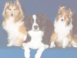 Игра Пазлы: Dogs Trio