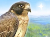 Young Friendly Falcon