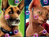 Cats And Dogs Similarities